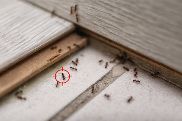 Best Bed Bug Extermination  in Mbrian Park, CA