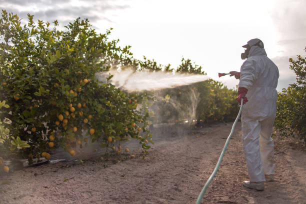 Best Emergency Pest Control  in Mbrian Park, CA